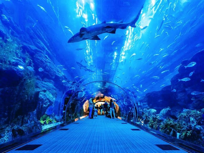 Dive into the Deep: Exploring the Wonders of Dubai Mall Aquarium