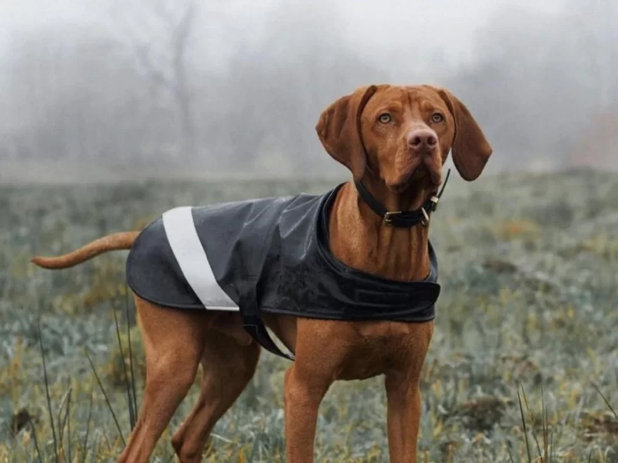 Best Dog Raincoat