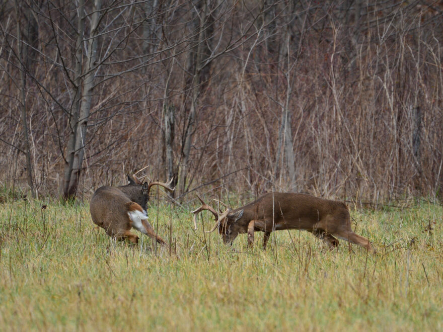 Guided Deer Hunts