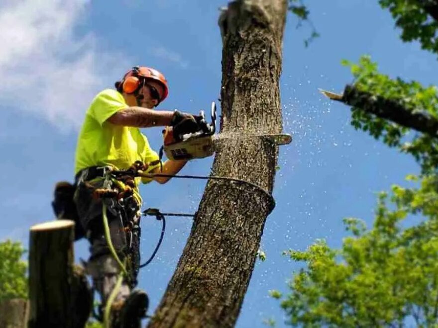 Tree Removal Van Nuys