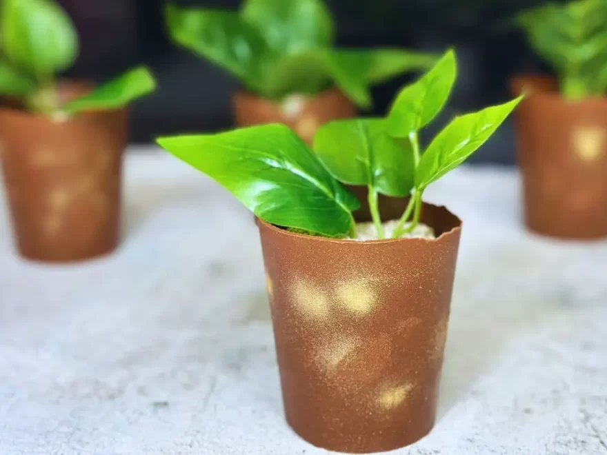 chocolate-plant-pot